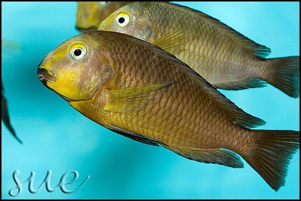 Tropheus sp. 'lukuga' Mtoto